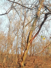 Chloroleucon mangense