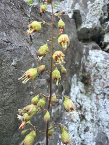 Heuchera pubescens, photograph 1