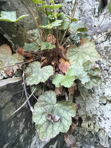 Heuchera pubescens, photograph 2