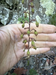 author not stated, no rights reserved Heuchera pubescens, photograph author not stated, no rights reserved