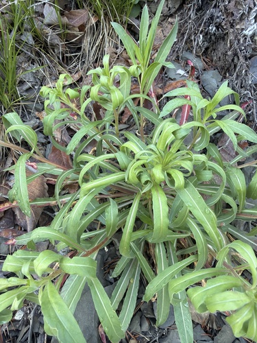 Oenothera argillicola, photograph 6