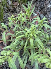 Oenothera argillicola, photograph author not stated, no rights reserved