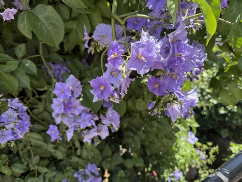 Solanum wendlandii observed 2026-05-15