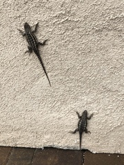 Sceloporus occidentalis
