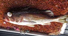 Sebastes brevispinis