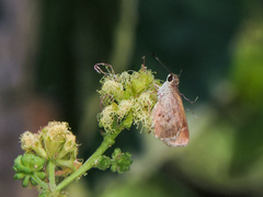 Callimormus saturnus