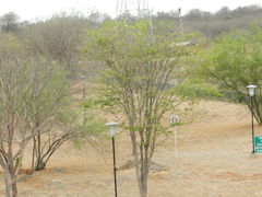 Gonopterodendron arboreum