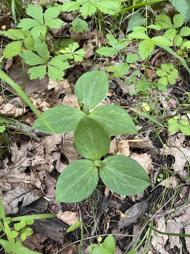 Trillium sessile, photograph 3
