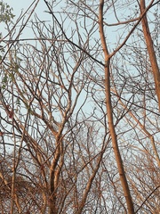 Cnidoscolus megacanthus