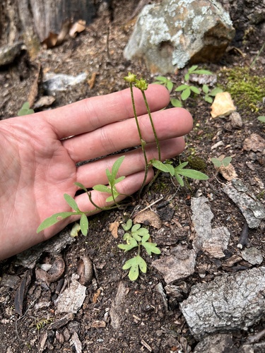 Ranunculus fascicularis, photograph 3