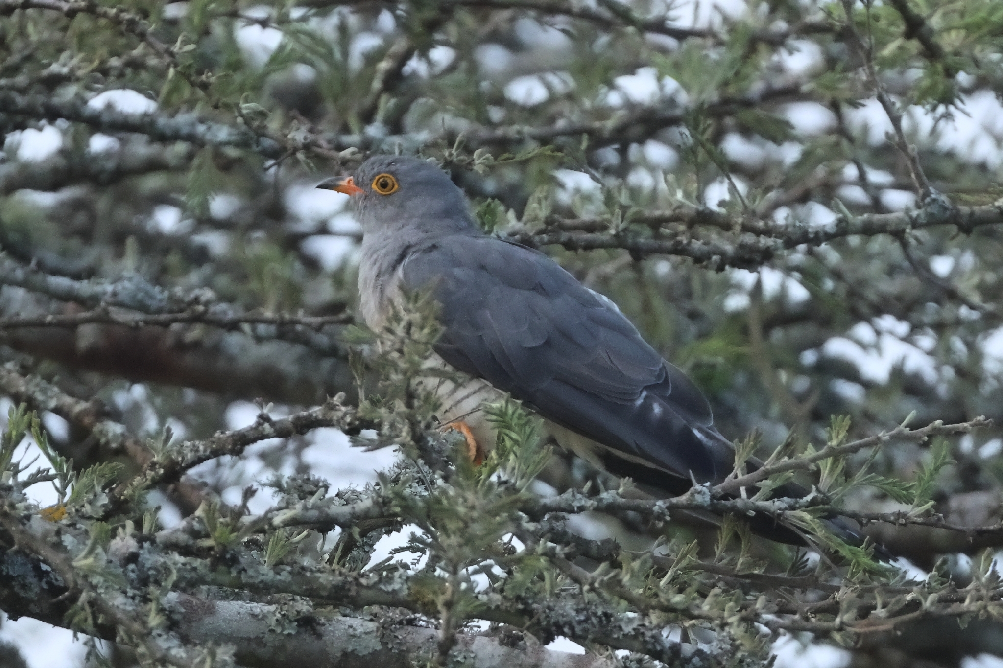 African Cuckoo (Cuculus gularis), photo 2