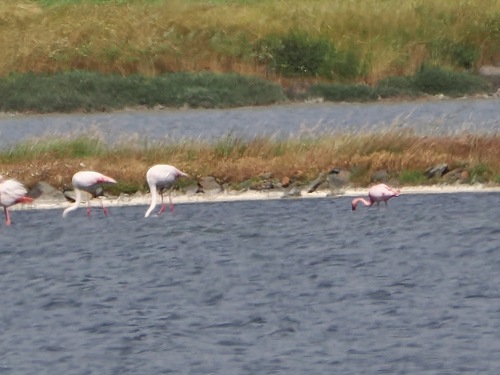 iNaturalist image
