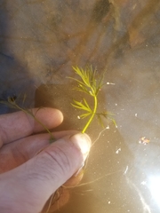 Ranunculus flabellaris