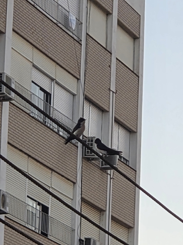 Blue-and-white Swallow