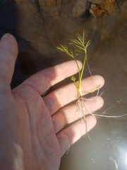 Ranunculus flabellaris