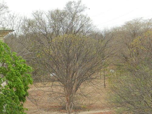 Handroanthus billbergii (Bureau & K.Schum.) S.O.Grose 2