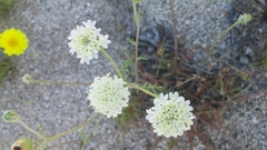 Chaenactis stevioides