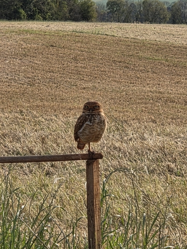 Burrowing Owl