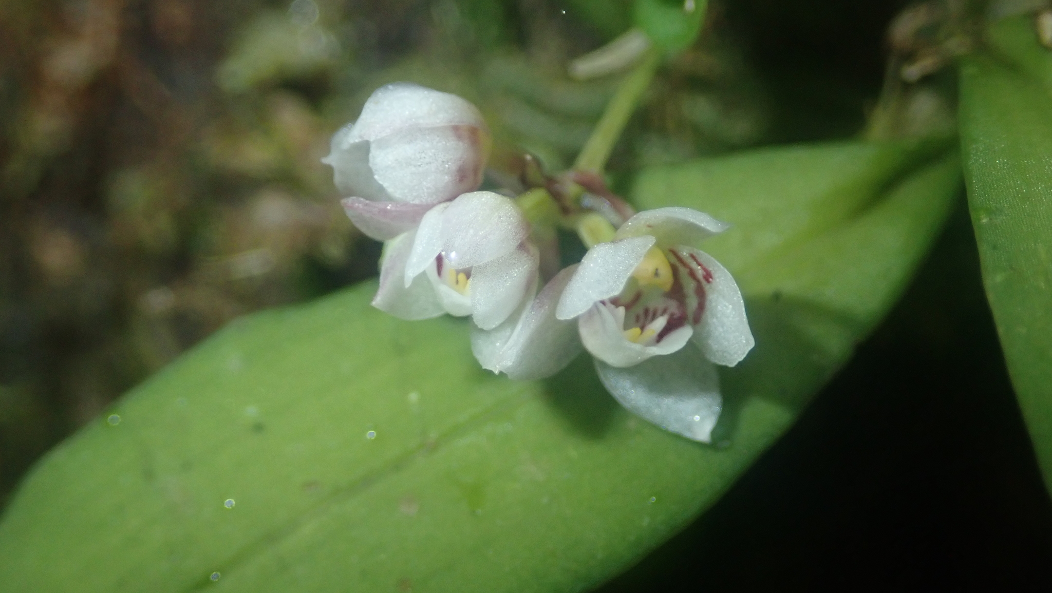 Cheiradenia