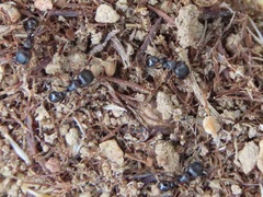 Tetramorium solidum
