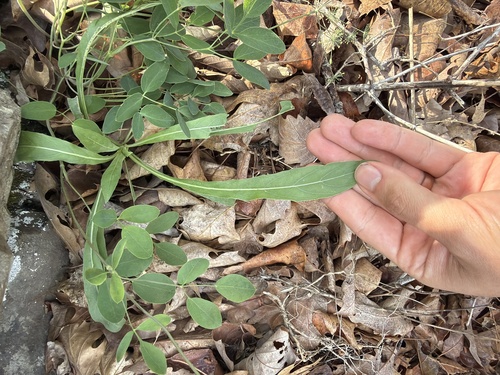 Oenothera argillicola, photograph 5