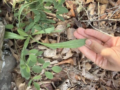 Oenothera argillicola, photograph author not stated, no rights reserved