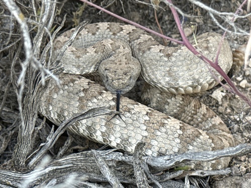 Panamint Rattlesnake