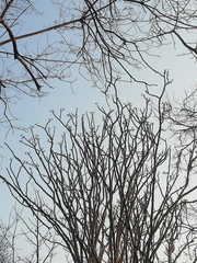 Cnidoscolus megacanthus