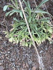 Silene caroliniana, photograph author not stated, no rights reserved