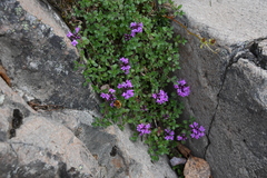 Thymus putoranicus