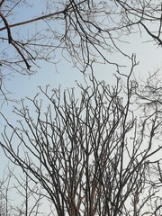 Cnidoscolus megacanthus