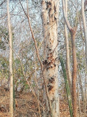 Terminalia buceras