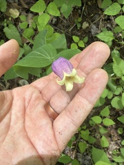 Clematis addisonii, photograph author not stated, no rights reserved