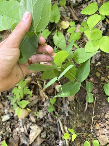 Clematis addisonii, photograph 3