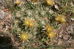 Escobaria missouriensis