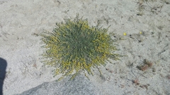 Acmispon argophyllus argophyllus