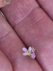 Boechera perennans, photograph author not stated, no rights reserved