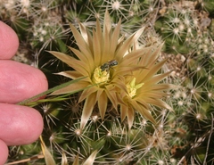 Escobaria missouriensis