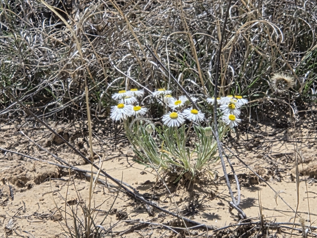 Erigeron concinnus; photograph author not stated, no rights reserved