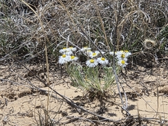 Erigeron concinnus