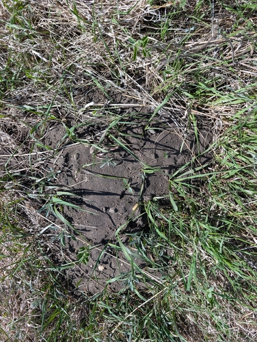 Plains Pocket Gopher