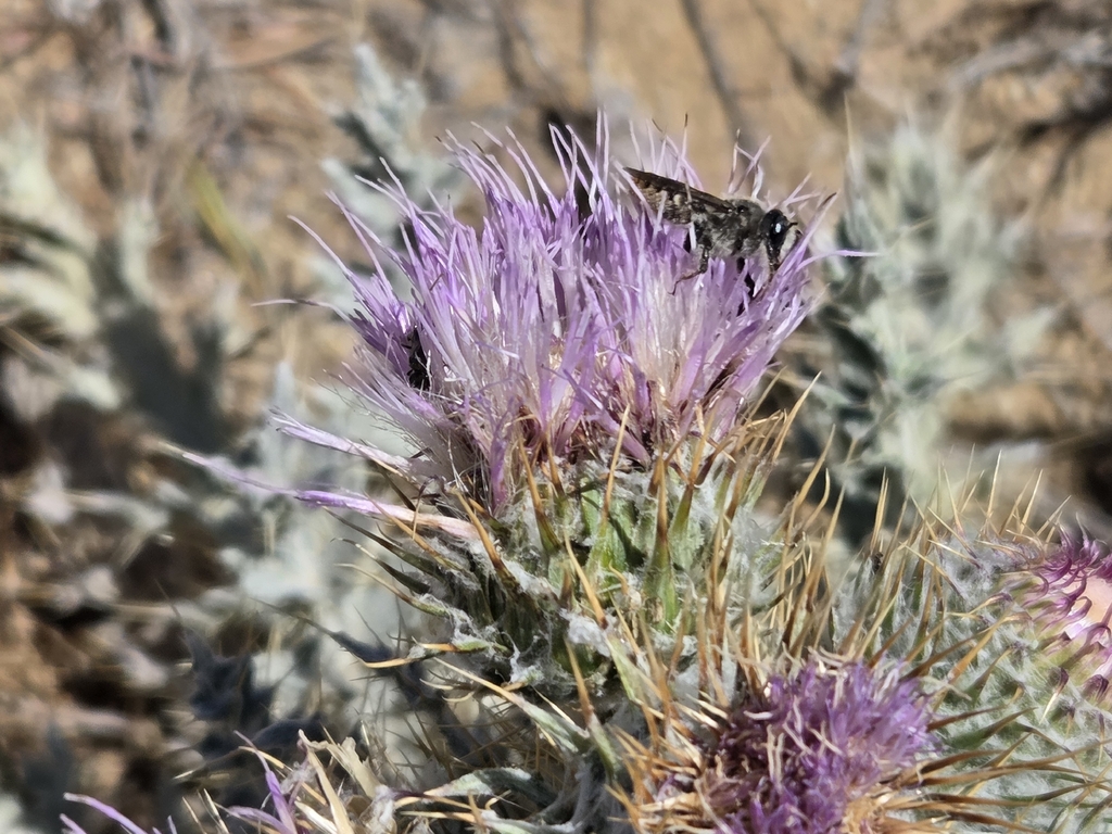 Cirsium neomexicanum; photograph author not stated, no rights reserved