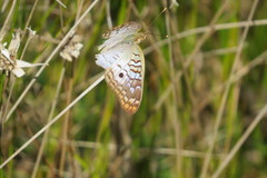 Anartia jatrophae