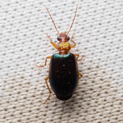 Lebia