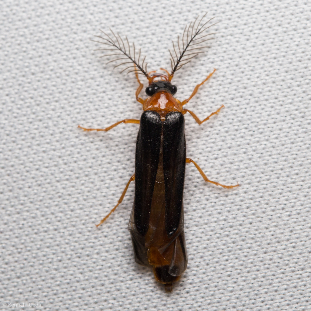 Zarhipis truncaticeps