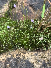 Utricularia minutissima