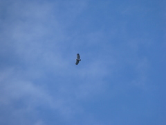 Morphnarchus princeps