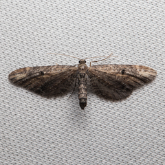 Eupithecia subapicata
