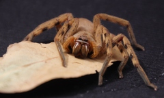 Palystes superciliosus
