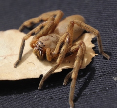 Palystes superciliosus